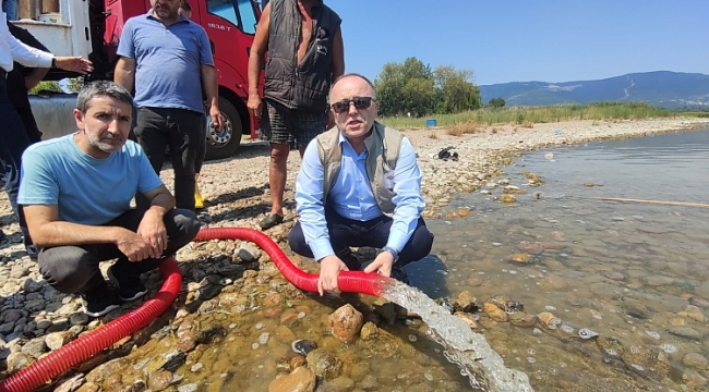 Bursa'da göllere 2,5 milyon yavru sazan bırakıldı