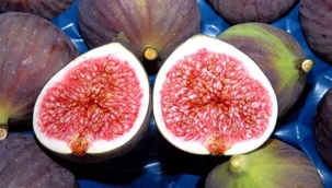 Bursa'da yapılan siyah incir ihracatı durdu