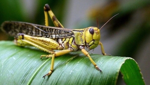 Çekirgelerin kanseri teşhis ettiği keşfedildi