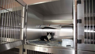 Çin'de kedileri çalıp etini satan çete çökertildi