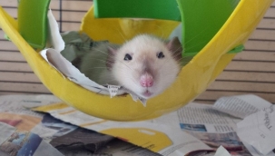 Deney için kola içirilen fareler aptallaştı