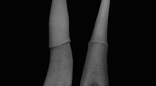 Dişlerin evrimiyle ilgili yeni kanıtlar bulundu