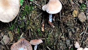 Doğu Karadeniz'de 20 yeni mantar türü keşfedildi