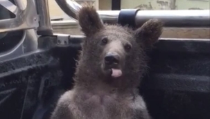 Düzce'de balı fazla kaçıran bir ayı baygınlık geçirdi