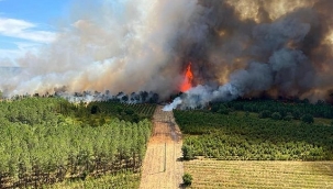 Fransa'da bu yıl 57 bin 600 hektar alan yandı