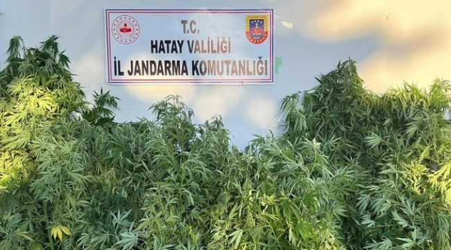 Hatay'da 72 kök Hint keneviri eken kişi tutuklandı