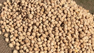 Kırşehir'de son 3 yılın en verimli nohut hasatı