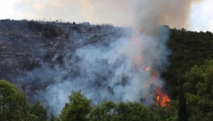 Kocaeli/Gebze'de orman yangını