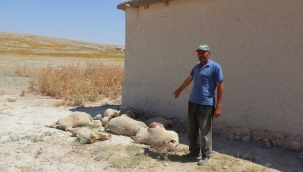 Konya'da kurt saldırısı sonucu 43 kuzu telef oldu
