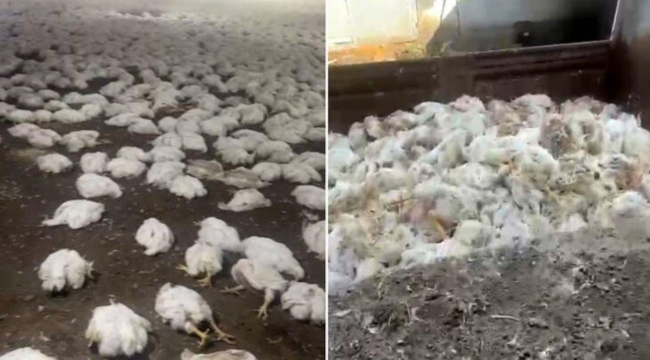 Mersin'de 20 bin tavuk telef oldu