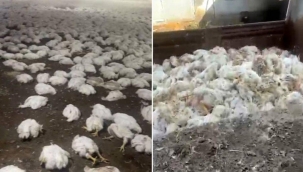 Mersin'de 20 bin tavuk telef oldu