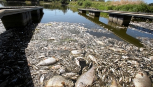 Oder Nehri'nde toplu balık ölümleri yaşanıyor