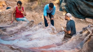 Portekiz'de dev dinozor fosili bulundu