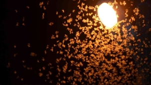 Şırnak'ta çekirge istilası