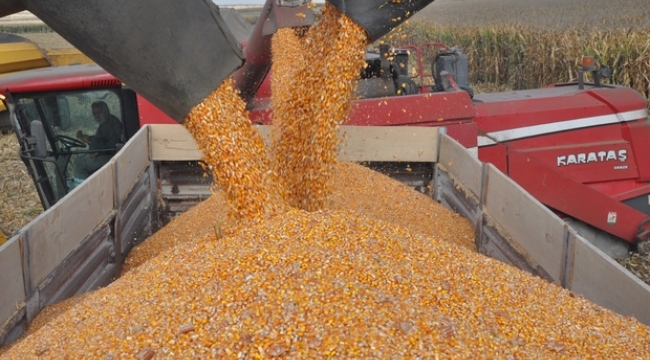 TMO, mısırın tonunu 5.700 TL'den alacak