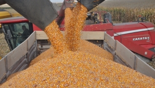 TMO, mısırın tonunu 5.700 TL'den alacak