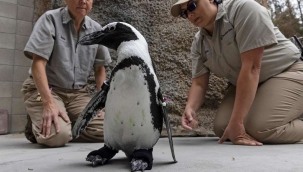 Yürüyemeyen penguene protez ayak takıldı