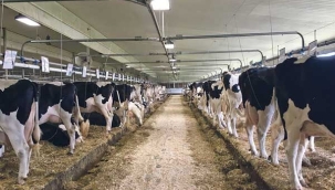 Eroğlu: "Süt prim desteği litre başına 1 TL olmalı"