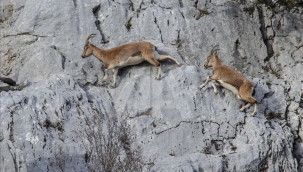 Antalya'da yaban keçisi avına 530 bin lira ceza