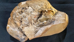 Avustralya'da 380 milyon yıllık kalp bulundu