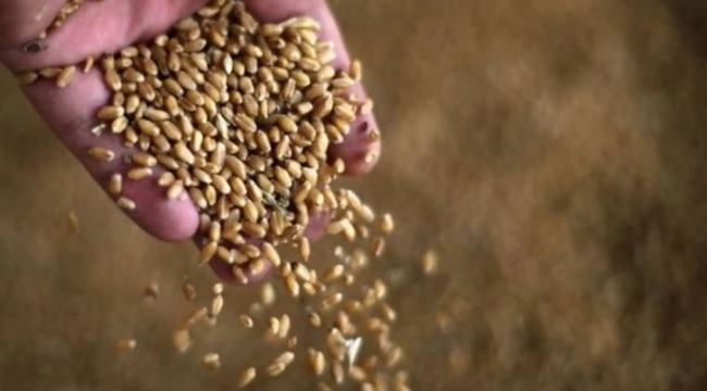 Bangladeş, Rusya'dan 500 bin ton buğday alacak