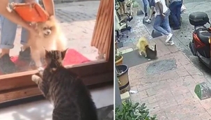 Beyoğlu'nda bir kedi sokaktaki köpeklere saldırdı