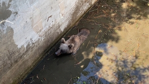 Bursa'da arı kovanlarına saldıran ayı havuza düştü