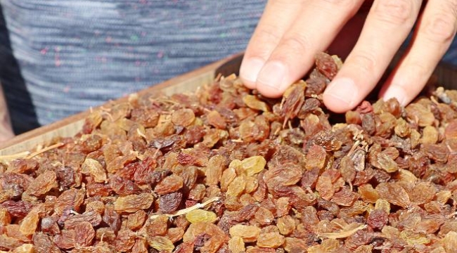 Kuru üzüm ihracat geliri 441 milyon $ oldu