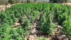 Diyarbakır'da 155.950 kök kenevir ele geçirildi