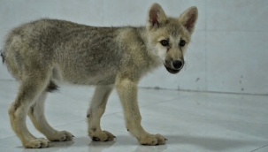 Dünyadaki ilk kurt klonlaması Çin'de gerçekleşti