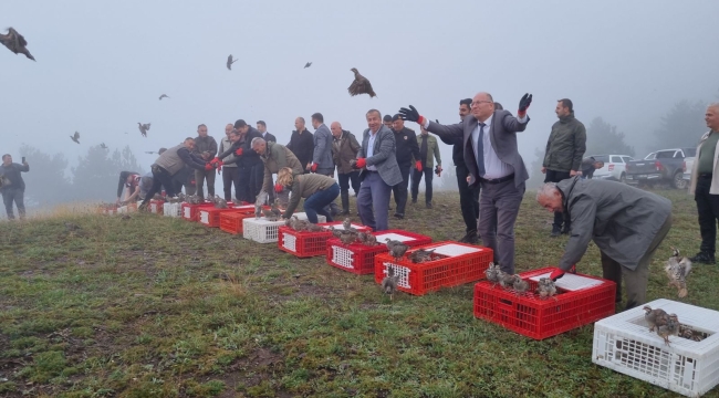 Düzce'de 1000 adet kınalı keklik doğaya bırakıldı