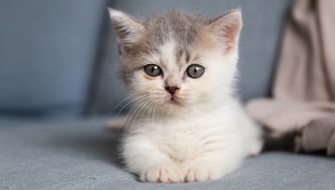 e-Devlet'ten hayvan sahiplendirme uygulaması 