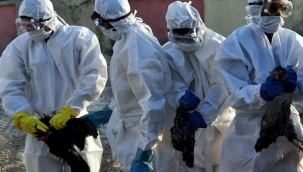 Fransa'da kuş gribi giderek artmaya devam ediyor