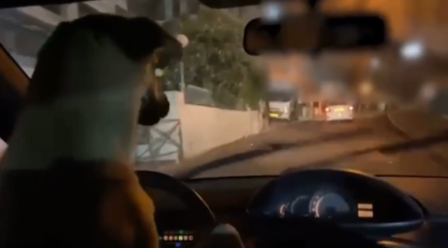 İsrail'de köpeğine araba sürdürten kişi yakalandı