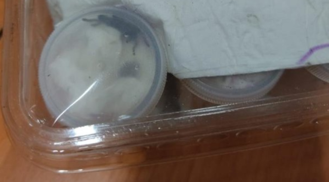 İzmir'de 26 tüp içinde tarantula ele geçirildi