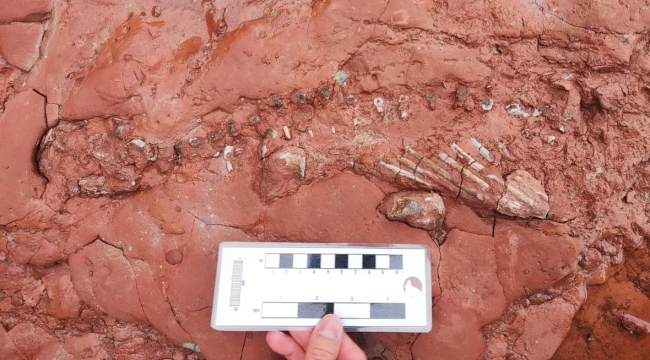 Kanada'da 300 milyon yıllık fosil bulundu