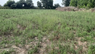 Kırklareli'de bir tarladan 107 bin kök kenevir çıktı