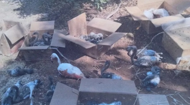 Koli ile gönderilen flamingolardan 26'sı öldü
