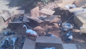 Koli ile gönderilen flamingolardan 26'sı öldü