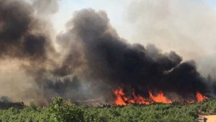 Kütahya'da orman yangını