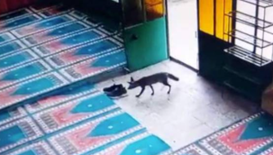 Manisa'da hırsız tilki, imamın ayakkabısını çaldı