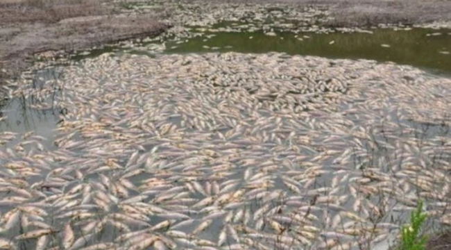 Obruk Gölü'nde yüzlerce balık öldü