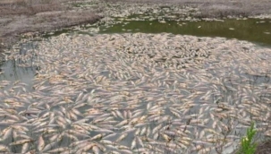 Obruk Gölü'nde yüzlerce balık öldü