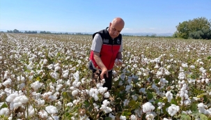 Pamukta dekar başına destek %256 arttı