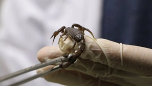 Şanlıurfa'da, akrep zehrinin litresi 10 milyon $