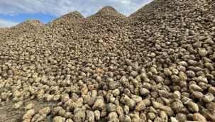 Şeker pancarı alım fiyatı ton başına 1450 TL oldu