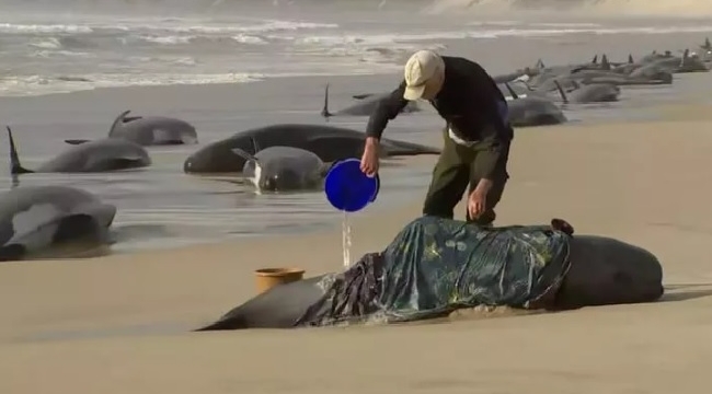 Tazmanya adasının batı kıyılarına 230 balina vurdu