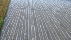 Tokat'ta dolu yağışı ekili alanlara zarar verdi