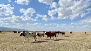 Akşehir Gölü tamamen kuruyarak otlak alan oldu