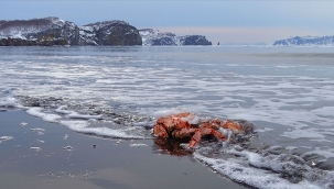 Alaska'da kar yengeci popülasyonu %90 azaldı